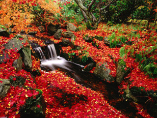 Stream red leaves rocks forest 6 - tree and shrubs free wallpaper
