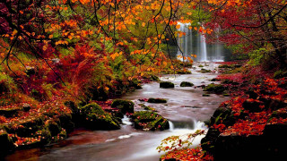Autumn stream forest waterfall leaves - autumn time free wallpaper