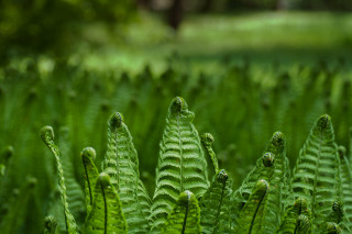 Green plant close up leaves 3 - the background and a blurry background of trees free wallpaper
