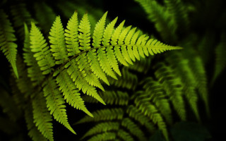 Fern closeup green leaves black - free nature wallpaper