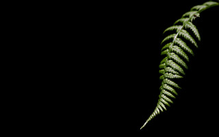 Green fern leaf black background - against a black background free wallpaper
