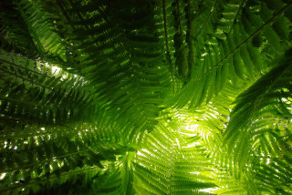 Fern leaf sunlight green closeup - volumetric light free wallpaper