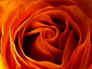 Red yellow rose closeup black - an airbrush painting free wallpaper for desktop