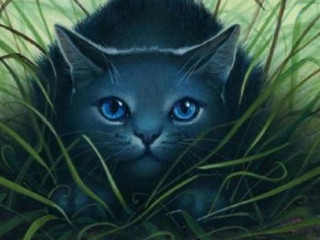 Cat blue eyes hiding grass - a cats head free wallpaper