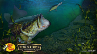Fish swimming water fish hook - a fish free wallpaper