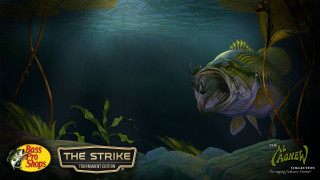 Fish swimming water plants rocks - carpoforo tencalla free wallpaper