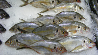 Fish ice cubes pile table - sakimichan free wallpaper