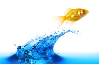 Goldfish jumping water splashing wave - constant permeke free wallpaper for desktop