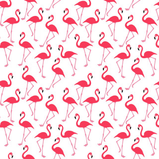 Flamingos flock standing white background - bird free wallpaper for tablet