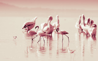 Flamingos water shoreline bird background - the water near a shore line free wallpaper