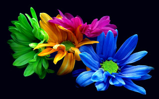 Three colorful flowers row black - ammi phillips free wallpaper