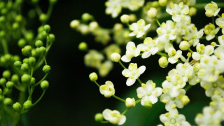 Closeup flowers white bokeh macro - white flower free wallpaper