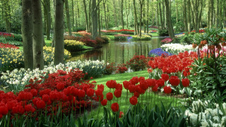 Garden pond flowers trees grass 3 - dirck van der lisse free wallpaper