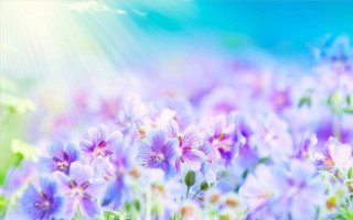 Purple flowers blue sky sunbeams - radiant free wallpaper