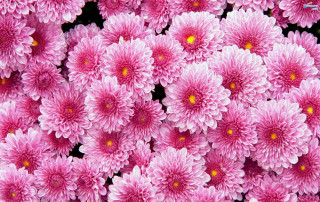 Pink flower bouquet closeup black - a garden area free wallpaper