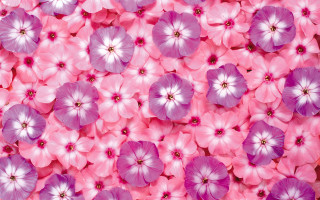 Pink purple flowers field bunch - annabel kidston free wallpaper for desktop
