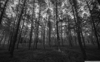 Black white forest trees shrine - tall tree and grass free wallpaper