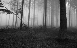 Forest trees fog black white - lot of trees free wallpaper