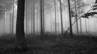 Forest trees fog black white 2 - lot of trees free wallpaper