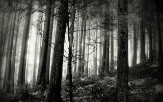Black white forest fog trail 2 - forest free wallpaper
