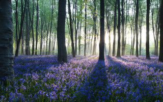 Forest purple flowers trees sunbeam - forest free wallpaper for desktop