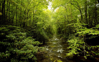 Stream forest path alexanderbrook nature - the center of the picture free wallpaper for desktop