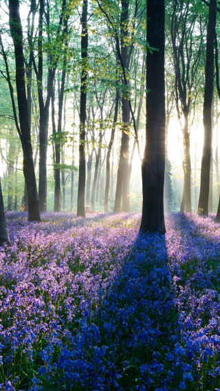 Purple flowers sunlight forest trees - free spring wallpaper for mobile