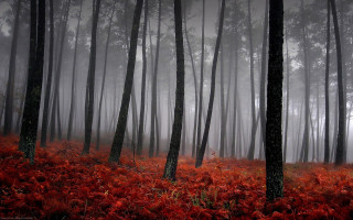 Foggy forest autumn leaves magic 2 - the foggy day free wallpaper