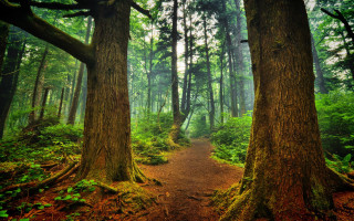Forest path trees ferns trail - tree and ferns free wallpaper