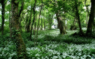 Forest green trees white flowers - free flowers wallpaper for desktop