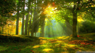 Sunbeam forest trees grass sunlight 3 - art green free wallpaper for desktop