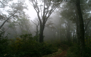 Forest trail fog autumn bare - a trail free wallpaper for desktop