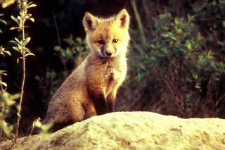 Small fox sitting rock woods - a small fox free wallpaper