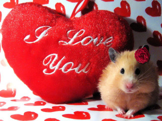 Hamster heart pillow I love - its ear free wallpaper