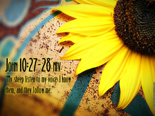 Sunflower bible verse background blue - a sunflower free wallpaper