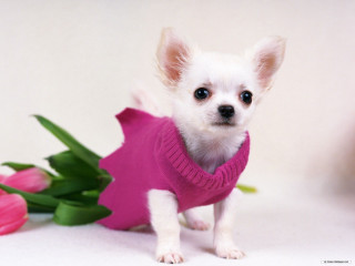 Small white dog pink sweater - a small white dog free wallpaper