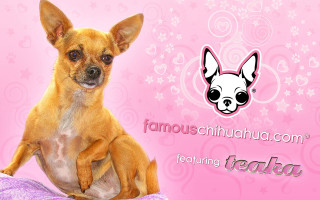 Small dog pillow pink background - detail free wallpaper for desktop