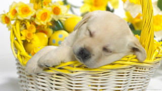 Puppy sleeping basket yellow flowers - david ramsay hay free wallpaper