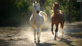 Two horses running dirt road - two horse free wallpaper