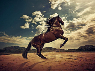 Horse running desert cloudy sky - annie leibovitz free wallpaper for desktop