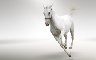 White horse running white background - a white horse free wallpaper for desktop