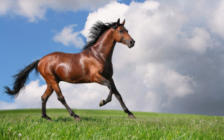 Horse running field grass cloudy 2 - majestic free wallpaper