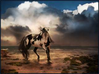 Horse beach cloudy sky blue - a blue frame free wallpaper for desktop