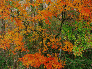 Orange leaves forest green grass - fall vibrancy free wallpaper for desktop