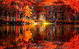 Lake trees red leaves autumn - a forest in the background free wallpaper