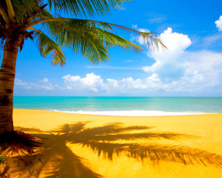 Palm tree shadow beach blue 11 - beach free wallpaper for desktop