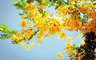 Tree yellow flowers green leaves - yellow flower free wallpaper