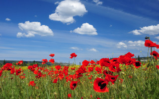 Red flowers blue sky clouds 2 - under a blue sky free wallpaper