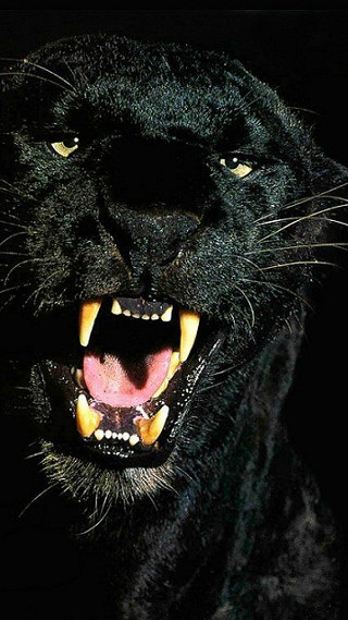 Black panther mouth open teeth 2 - its mouth open free wallpaper for mobile