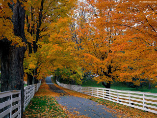 Road white fence orange leaves - a road free wallpaper